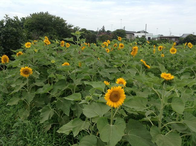 ひまわり畑商店会