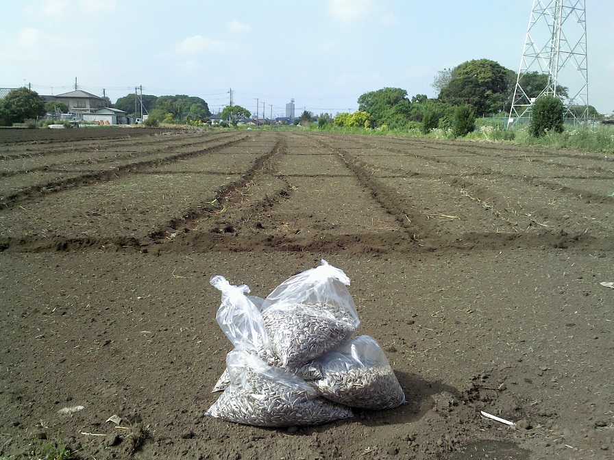 ひまわり畑と種