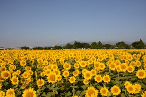 1347-1-20140620150448