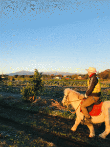 早朝パトロール座間市栗原地区（調整区域区域）