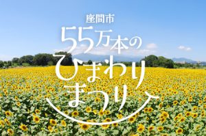 座間市のひまわり